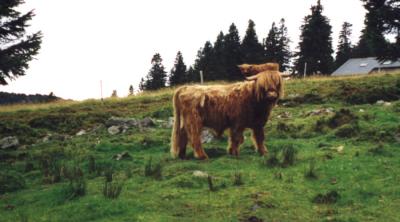 Highlander