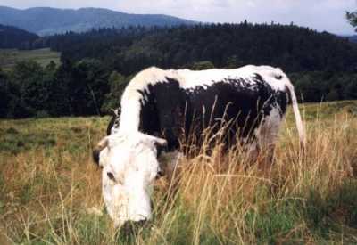 Une Vosgienne