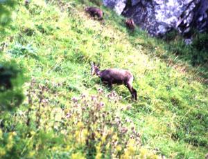 Quelques Chamois au col du Falimont